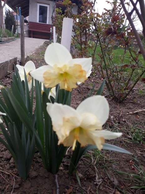  - Gradina primavara 2019