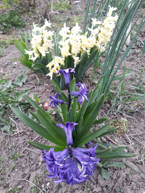  - Gradina primavara 2019