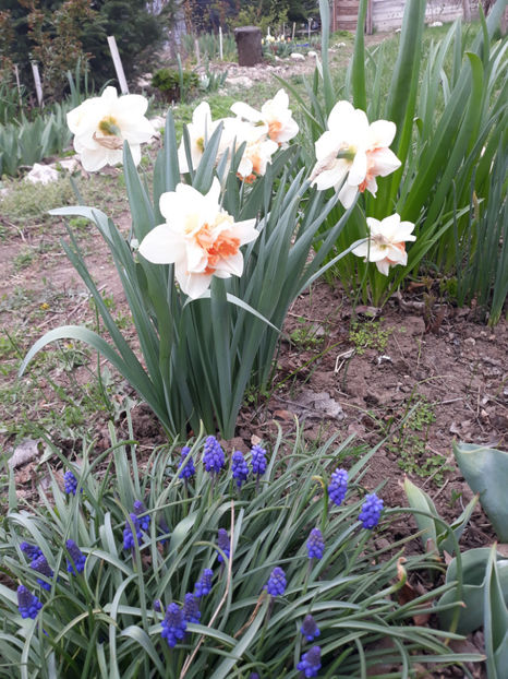  - Gradina primavara 2019