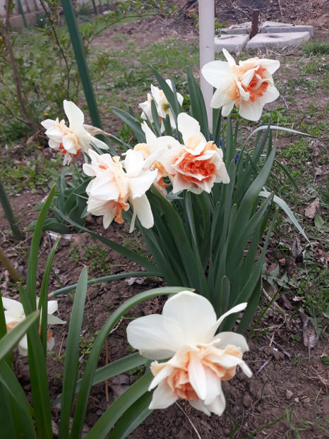  - Gradina primavara 2019