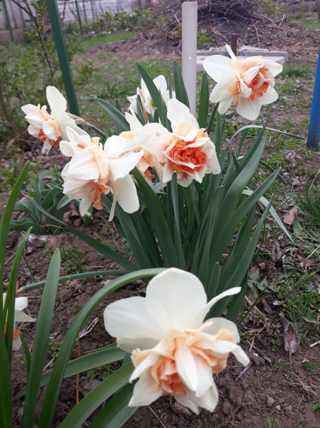  - Gradina primavara 2019