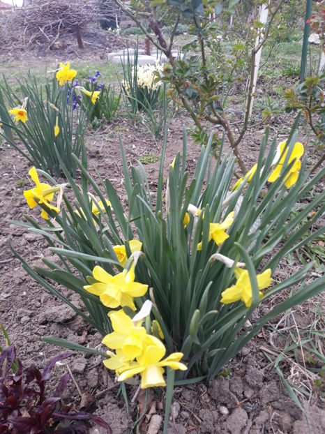  - Gradina primavara 2019