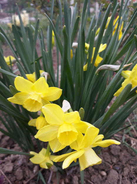  - Gradina primavara 2019