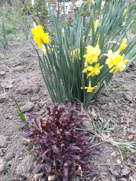  - Gradina primavara 2019