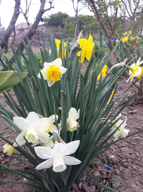 - Gradina primavara 2019