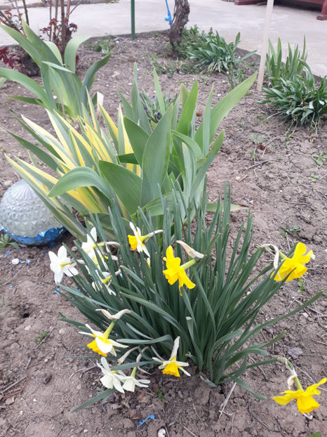  - Gradina primavara 2019