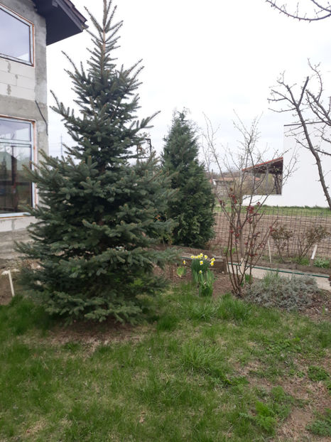  - Gradina primavara 2019