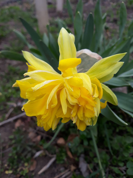  - Gradina primavara 2019