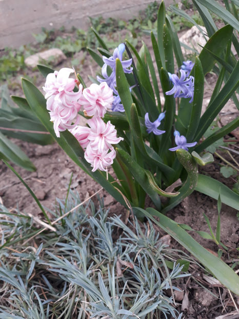  - Gradina primavara 2019