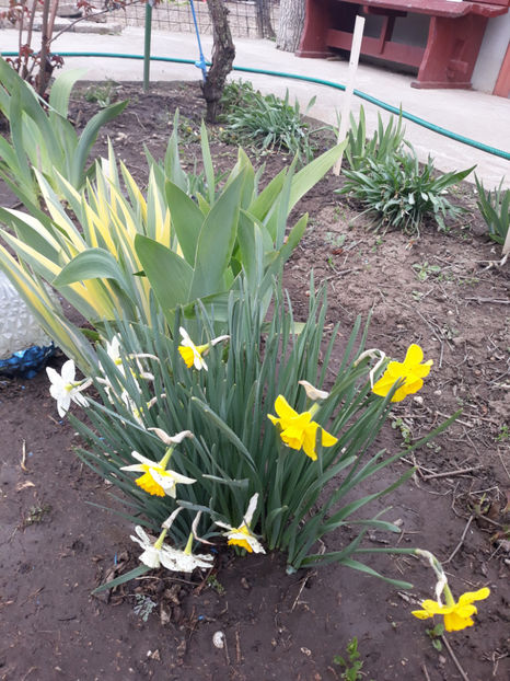  - Gradina primavara 2019