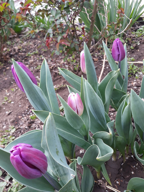  - Gradina primavara 2019