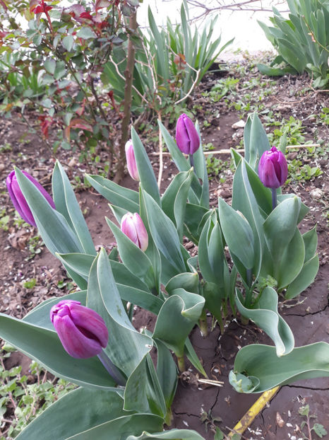  - Gradina primavara 2019