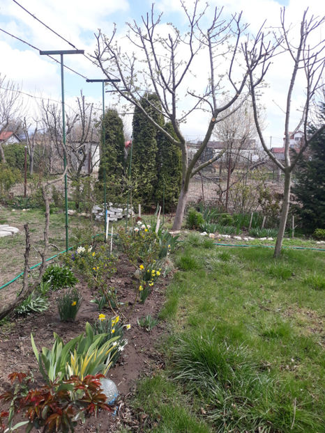  - Gradina primavara 2019