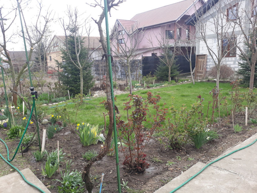  - Gradina primavara 2019