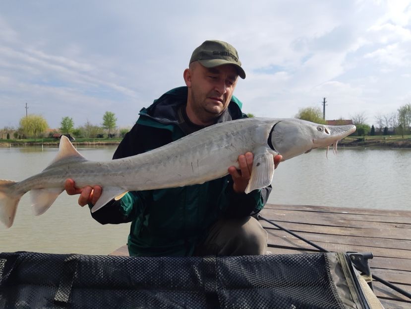 Sannicolau aprilie 2019 - Capturi-pesti