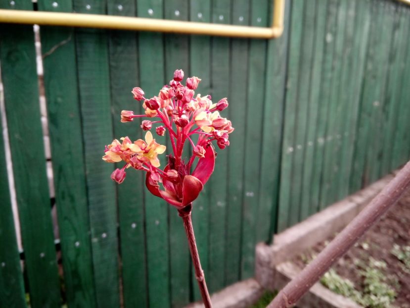 floare de artar norvegian - 2Primavara2019
