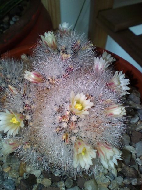 primita cu floricele! - cactusi 2019