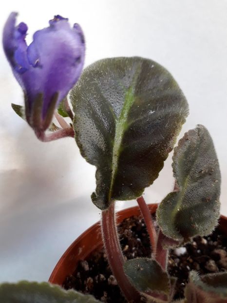  - VIOLETE IN COLECTIEpoze net----