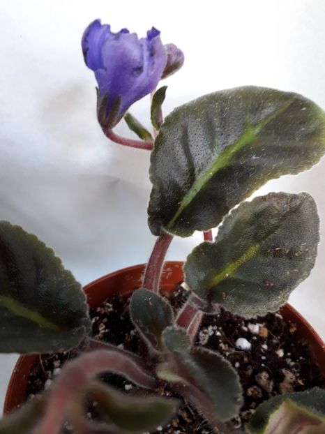  - VIOLETE IN COLECTIEpoze net----