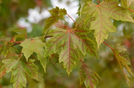 artar autumn blaze - b Comenzi plante copaci 2018 2019