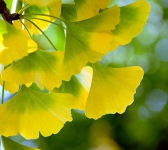 ginkgo biloba - b Comenzi plante copaci 2018 2019