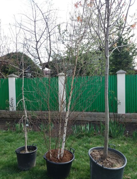 Mari și frumoși   :) - b Comenzi plante copaci 2018 2019