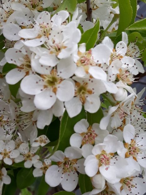  - Gradina mea 2019