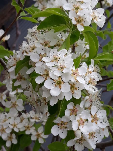  - Gradina mea 2019