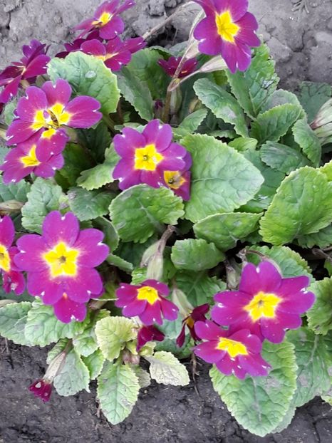  - Gradina mea 2019
