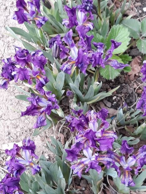  - Gradina mea 2019