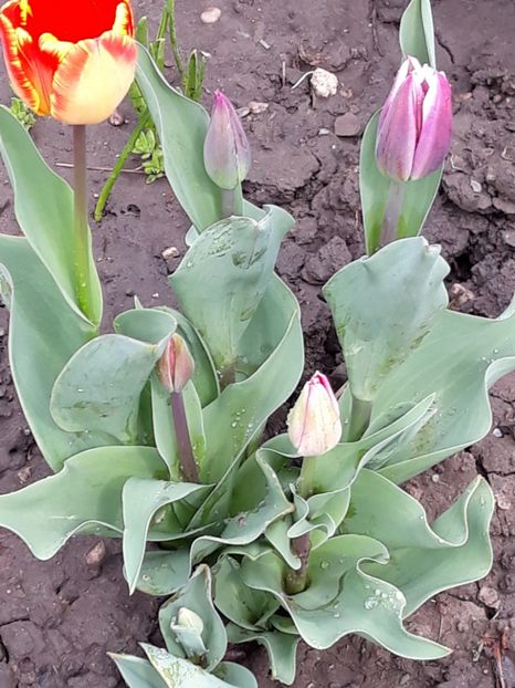  - Gradina mea 2019