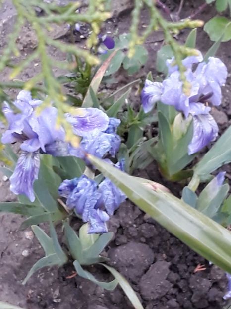  - Gradina mea 2019