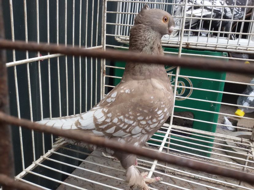 femela ciocolatie - DE VANZARE BLONDINETI SI SATINETI TALIE MARE