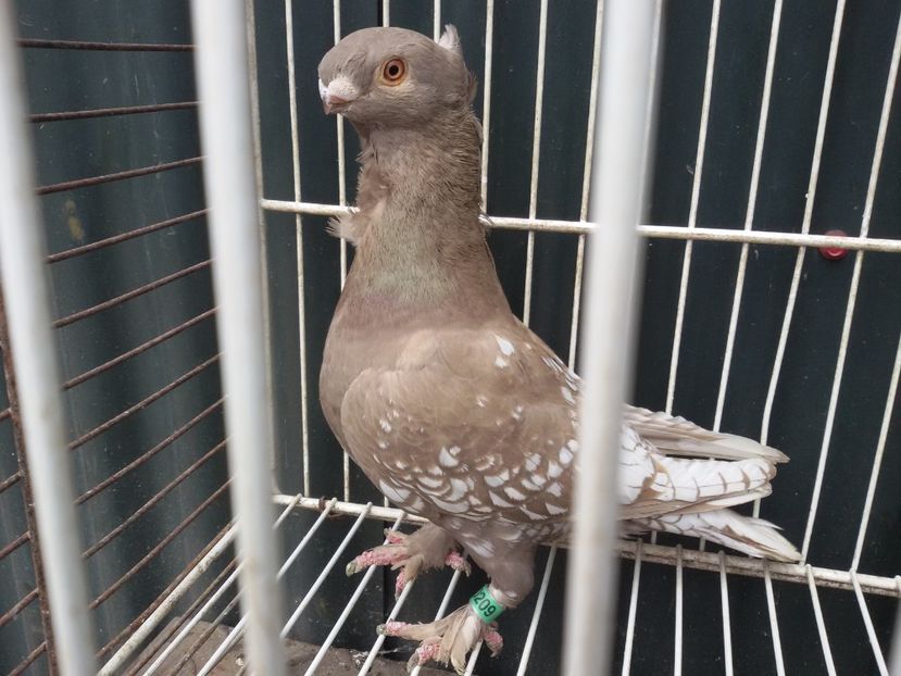  - DE VANZARE BLONDINETI SI SATINETI TALIE MARE