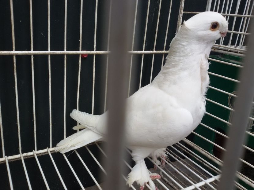 femela alba - DE VANZARE BLONDINETI SI SATINETI TALIE MARE