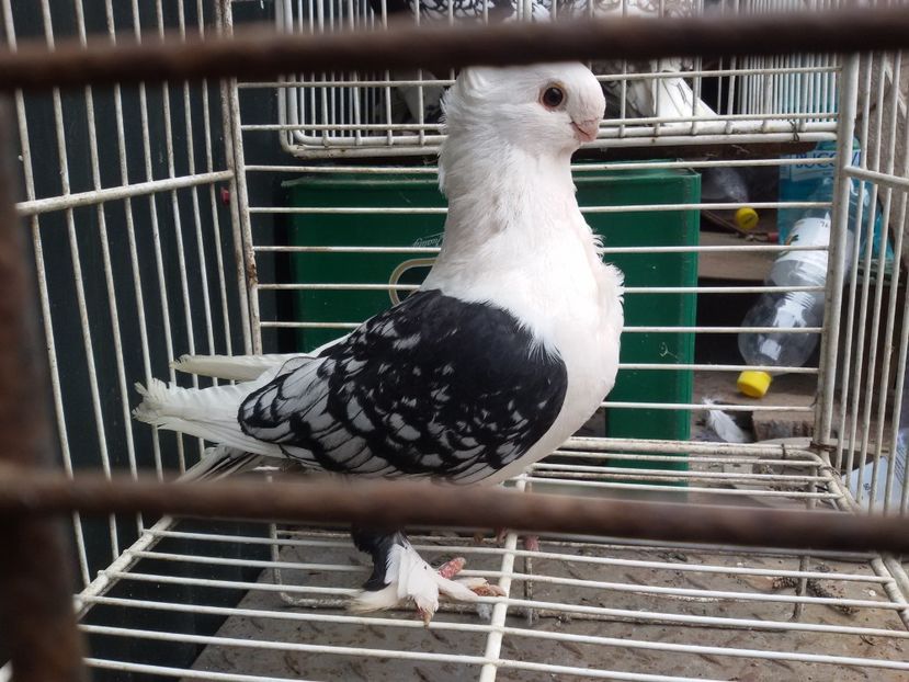  - DE VANZARE BLONDINETI SI SATINETI TALIE MARE