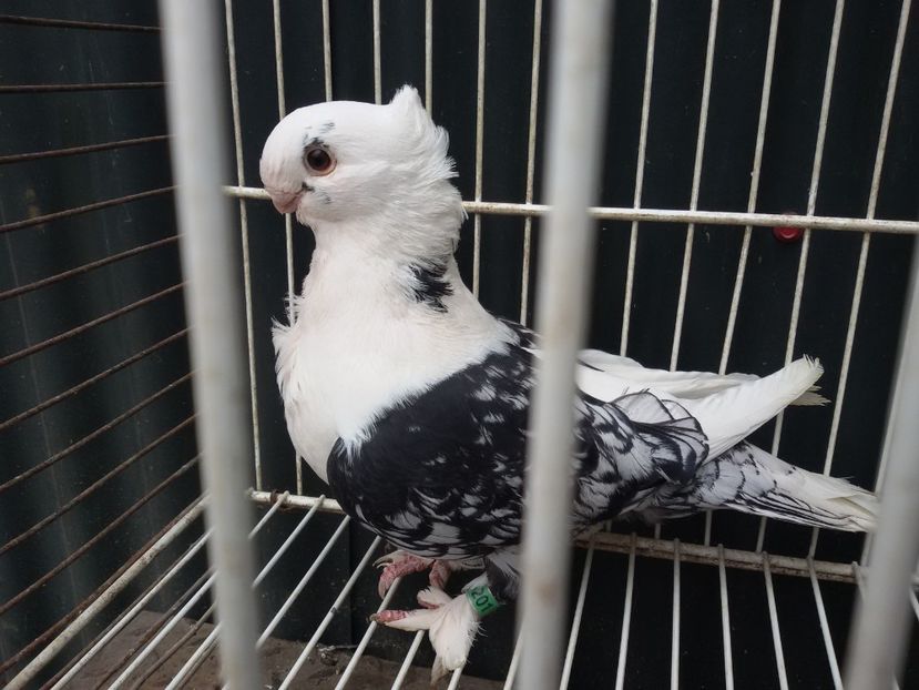  - DE VANZARE BLONDINETI SI SATINETI TALIE MARE