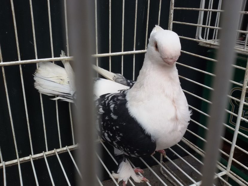 femela - DE VANZARE BLONDINETI SI SATINETI TALIE MARE