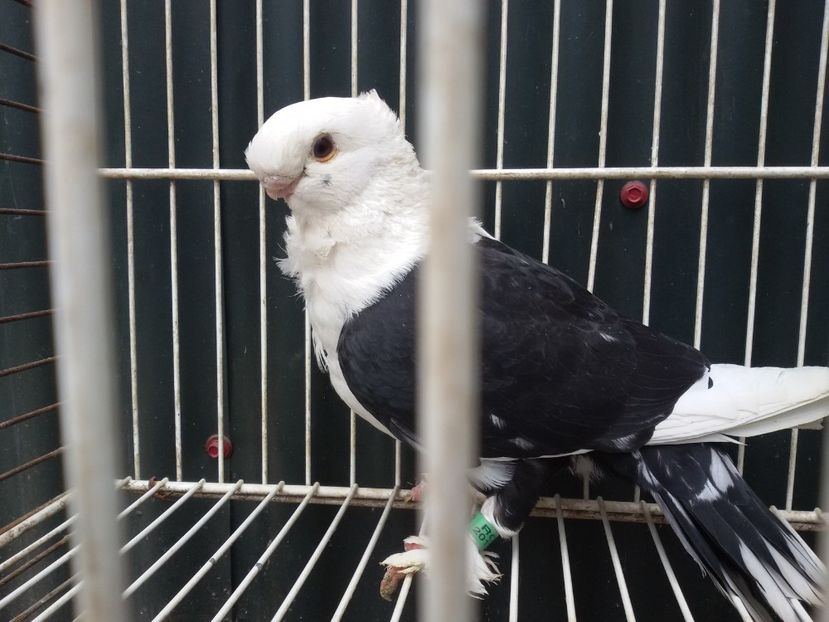  - DE VANZARE BLONDINETI SI SATINETI TALIE MARE