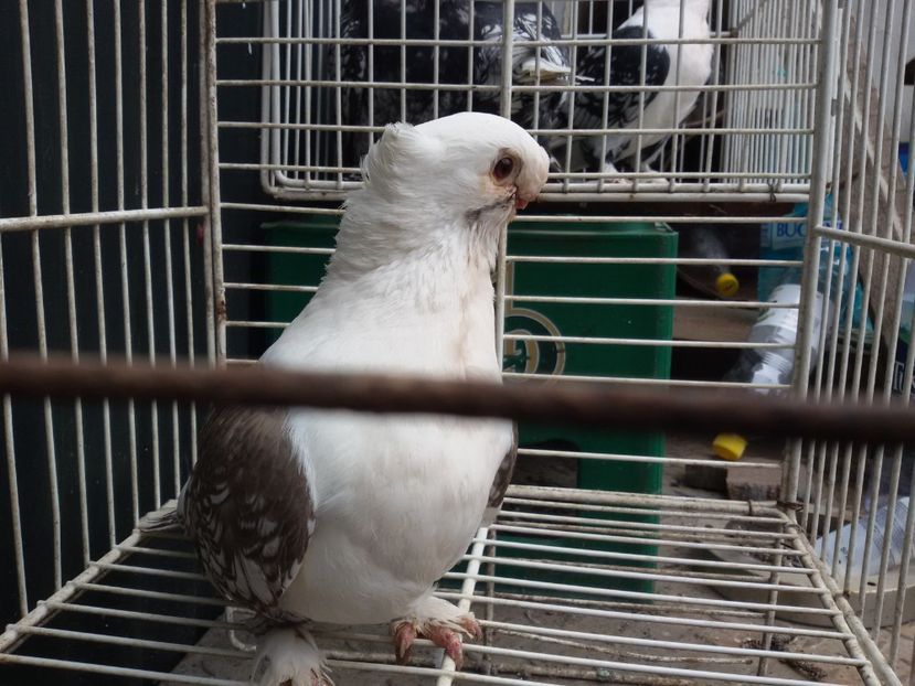  - DE VANZARE BLONDINETI SI SATINETI TALIE MARE