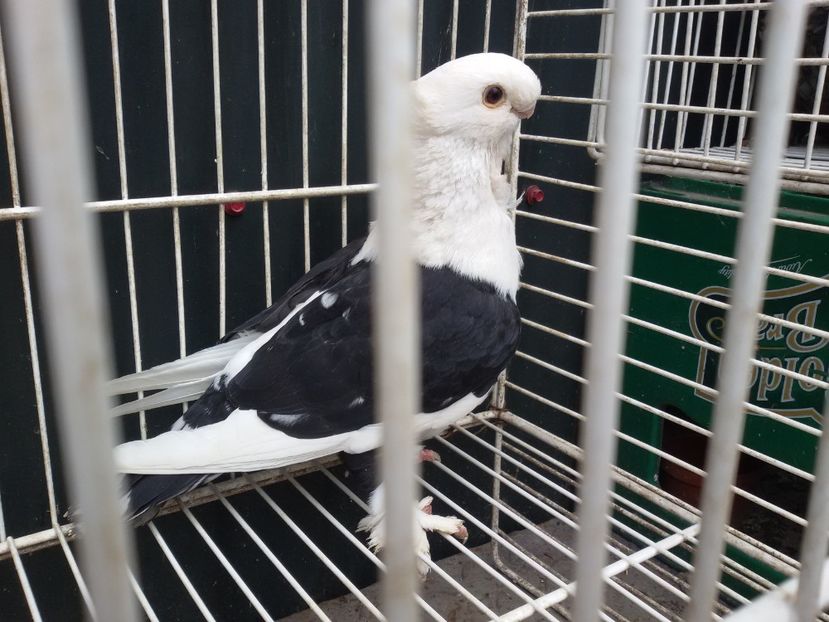 mascul satinet 2 - DE VANZARE BLONDINETI SI SATINETI TALIE MARE