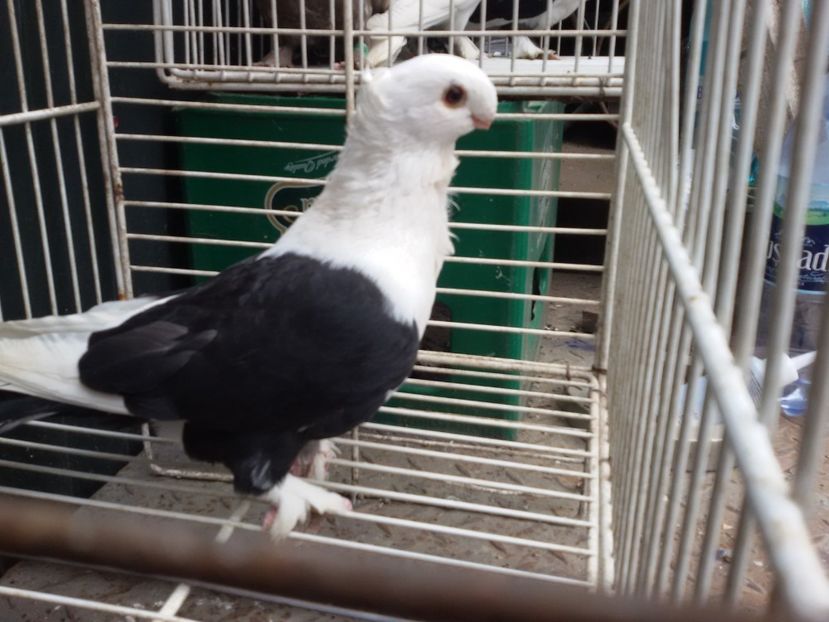 mascul satinet 1 - DE VANZARE BLONDINETI SI SATINETI TALIE MARE