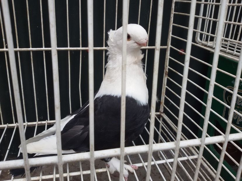  - DE VANZARE BLONDINETI SI SATINETI TALIE MARE