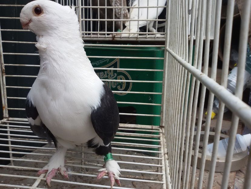  - DE VANZARE BLONDINETI SI SATINETI TALIE MARE