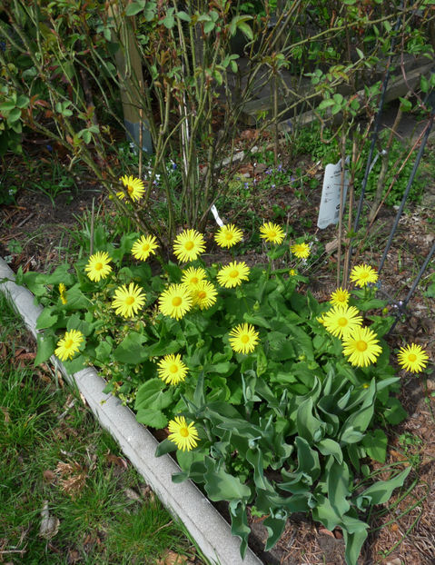  - 2019 - 01 - Primavara