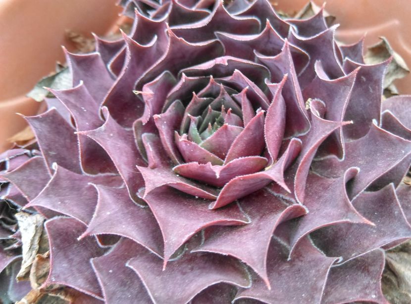  - Cactusi si suculente 2019