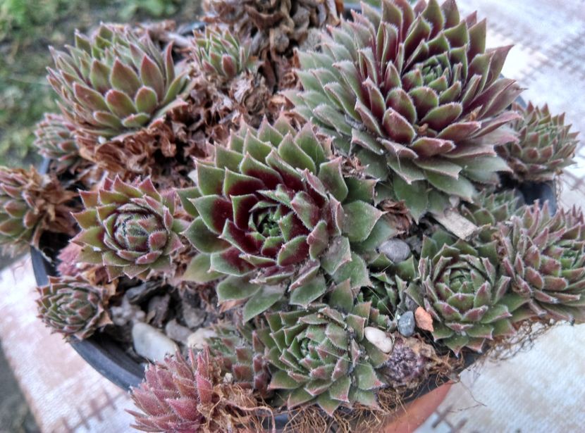  - Cactusi si suculente 2019
