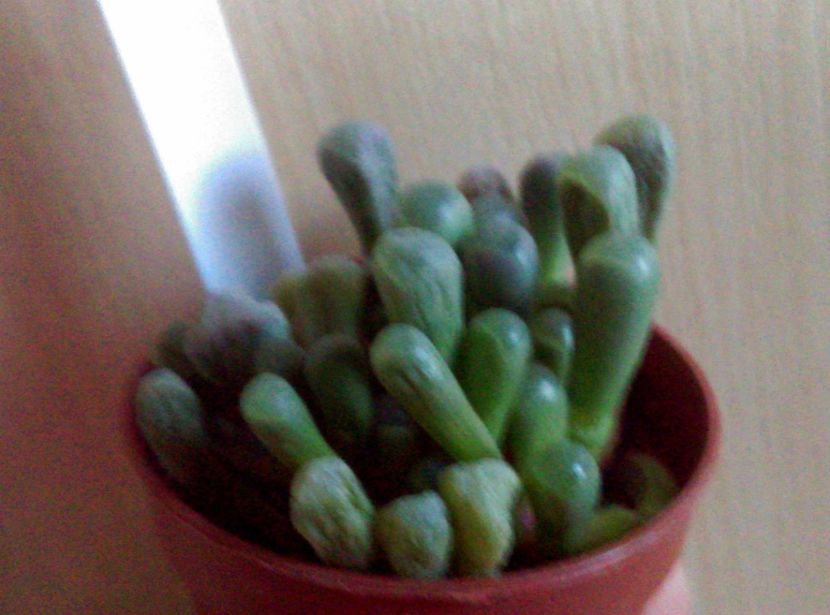  - Cactusi si suculente 2019