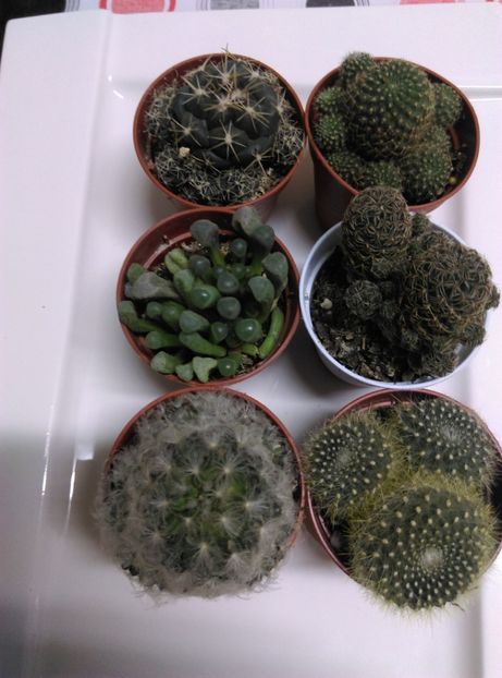  - Cactusi si suculente 2019