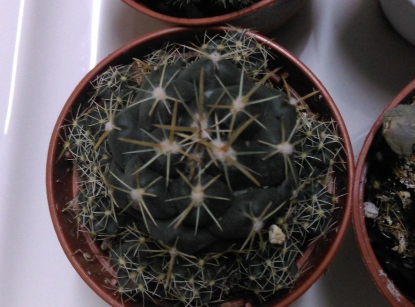  - Cactusi si suculente 2019